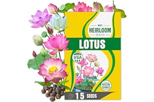 WILY FOX Rare Lotus Seeds for Planting – 15 Pre-Cut Bonsai Lotus Flower Seeds in Water – Non-GMO, Heirloom - Grow Stunning Lotus Flowers in Ponds & Gardens (Nelumbo Nucifera)