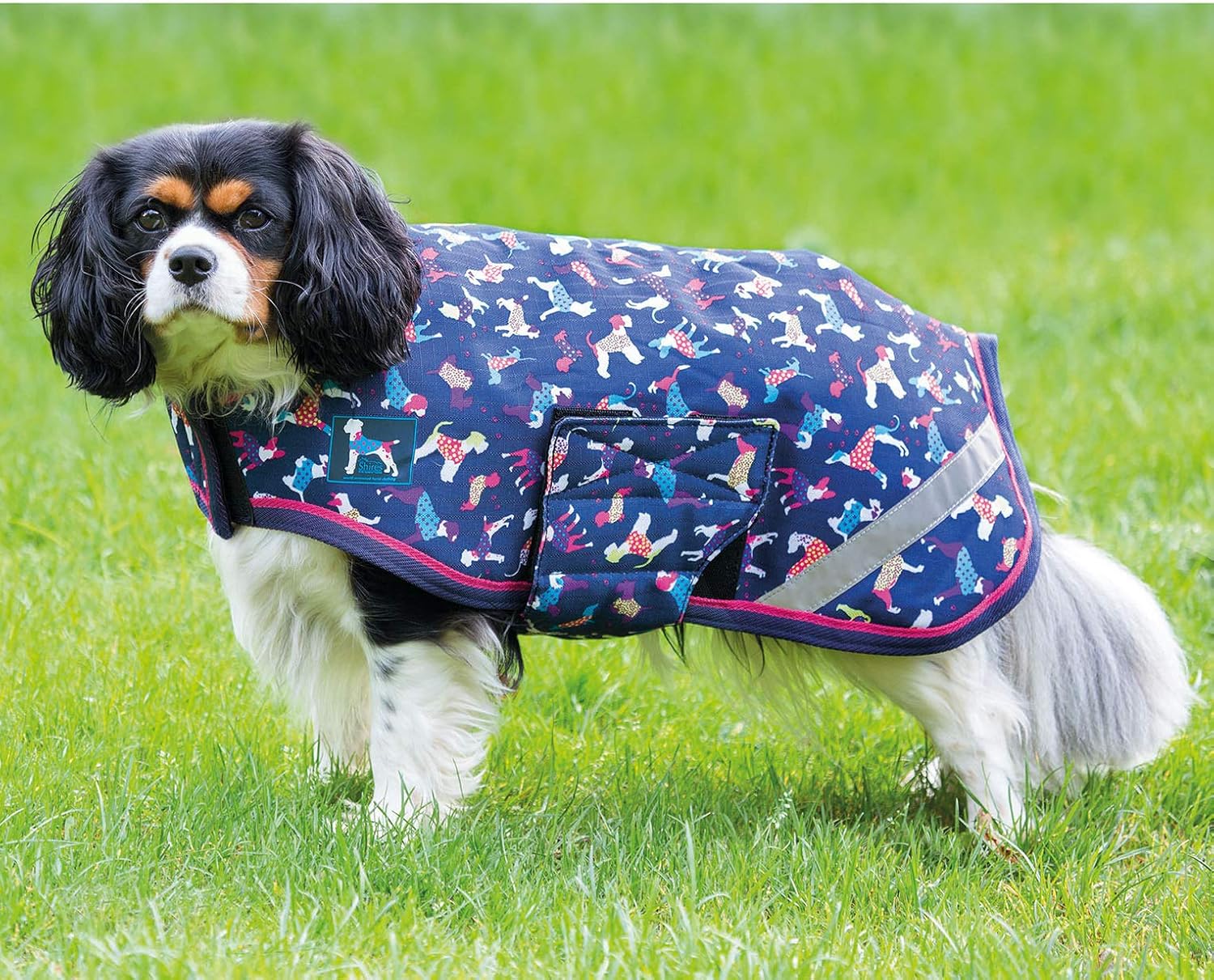 dog print coat