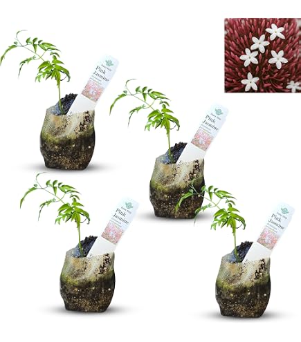Amazon.com : Summer Sunset Jasmine I 1 Live 4 Inch Pot I