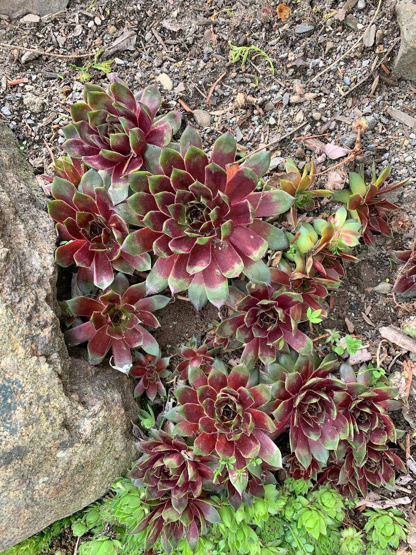 LIVE PLANTS From My Garden 68 Hens &amp; Chicks