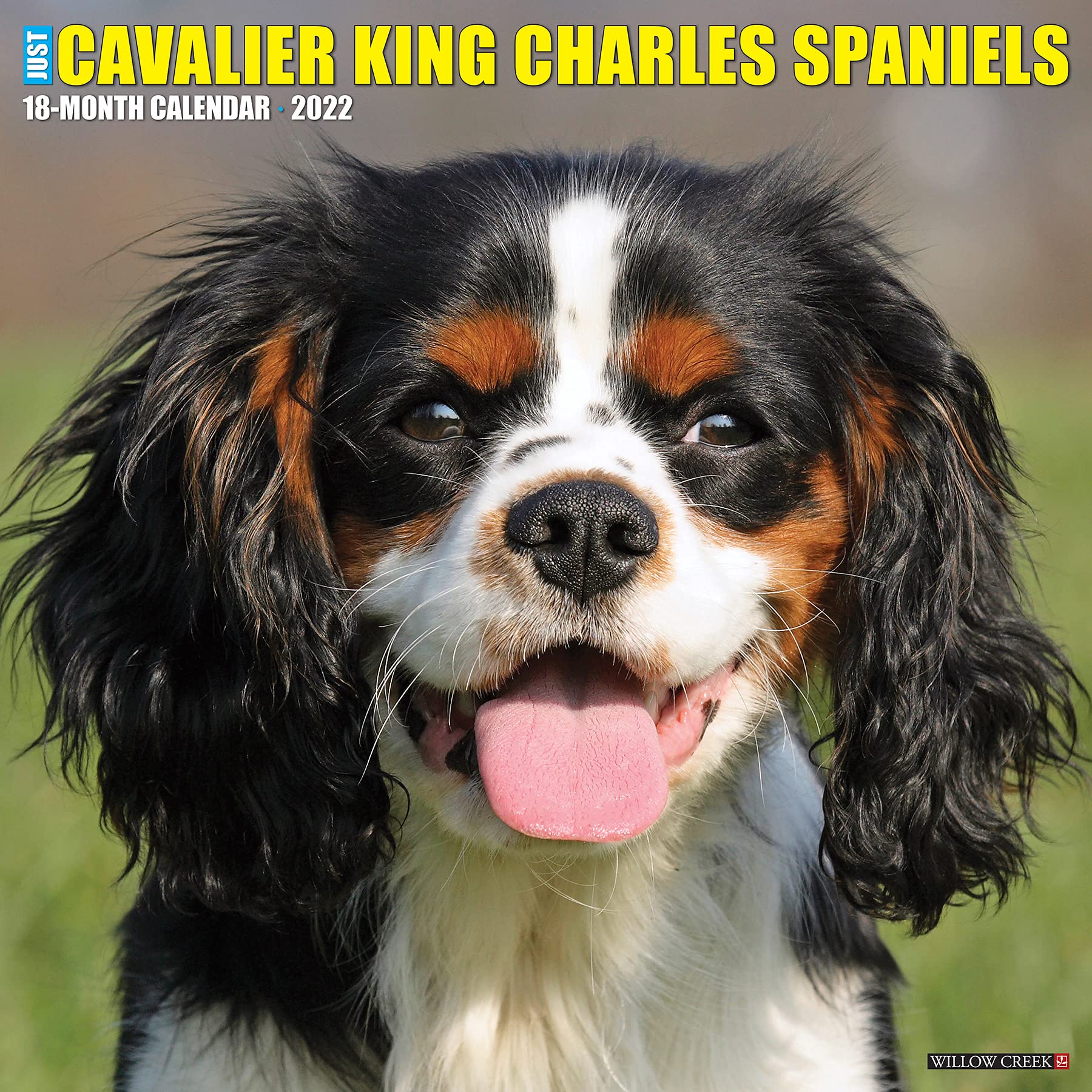 Cavaliers 2022 2023 Schedule Just Cavalier King Charles Spaniels 2022 Wall Calendar (Dog Breed): Willow  Creek Press: 9781549217395: Books - Amazon.ca