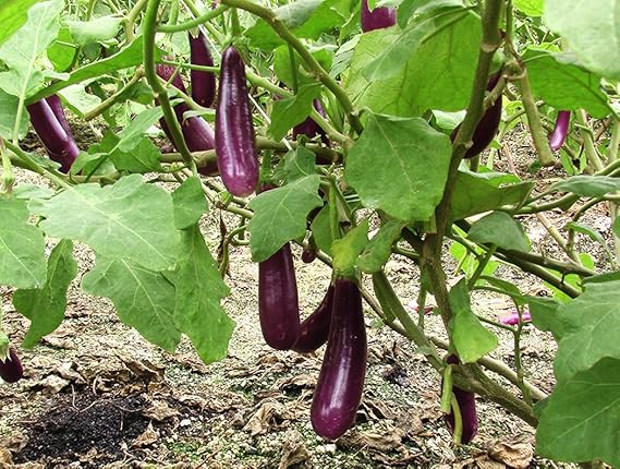 SEED Seller: Pusa Purple Cluster Brinjal Seeds, High yielding Cluster ... SEED Seller: Pusa Purple Cluster Brinjal Seeds, High yielding Cluster ...