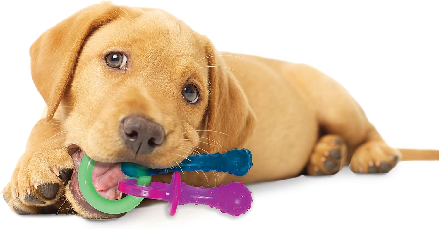 Pet Supplies : Pet Chew Toys : Nylabone Just for Puppies Extra Small Pacifier Bone Puppy Dog Teething Chew Toy : 