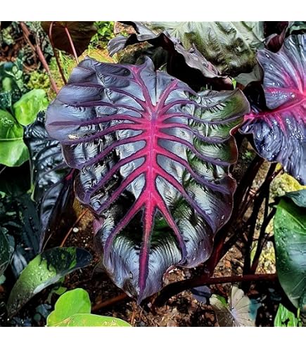 Amazon.com : 1 Elephant Ear -Colocasia esculenta- Give your garden a  tropical look : Patio, Lawn & Garden