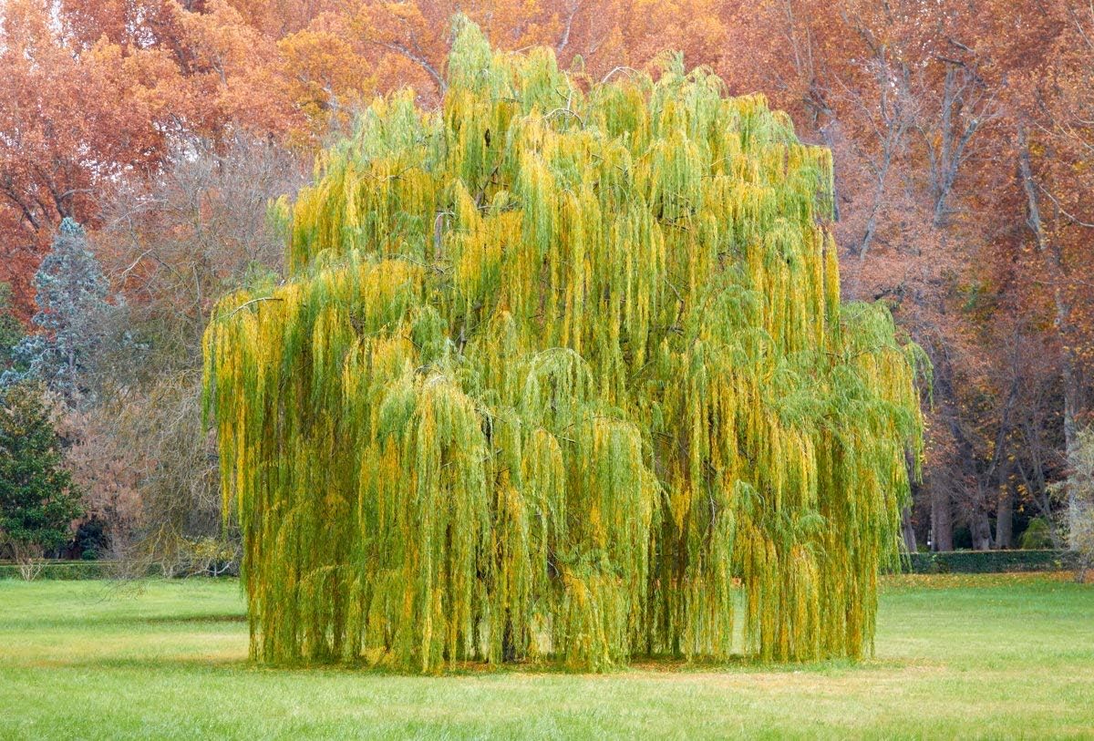Árbol de sauce llorando en maceta (814 pulgadas) (Salix