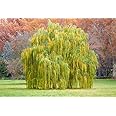 Potted Weeping Willow Tree (Healthy Starter, Lightly Rooted)(Salix Babylonica)