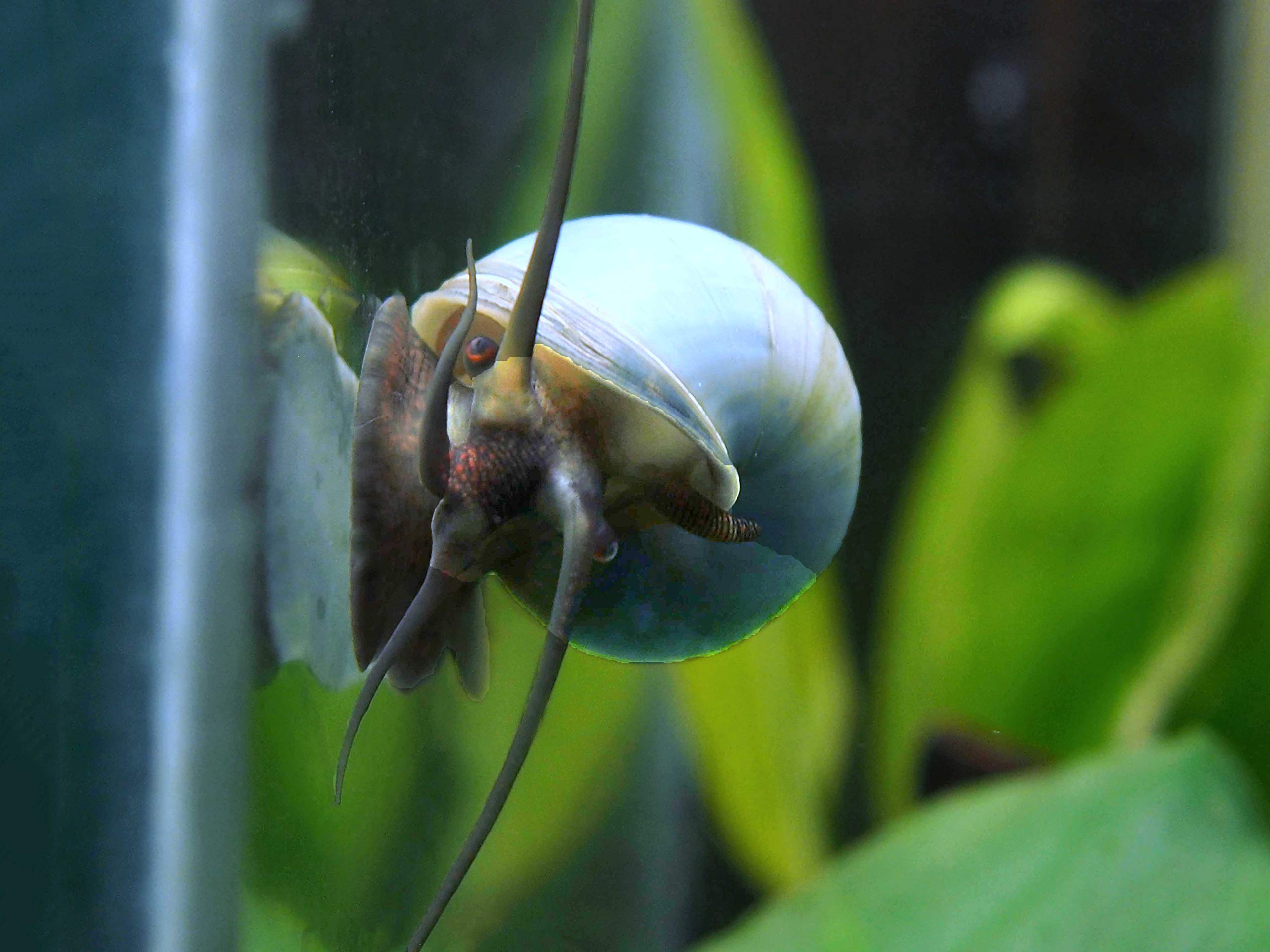 Aquatic Arts 3 Live Blue Mystery Snails Freshwater