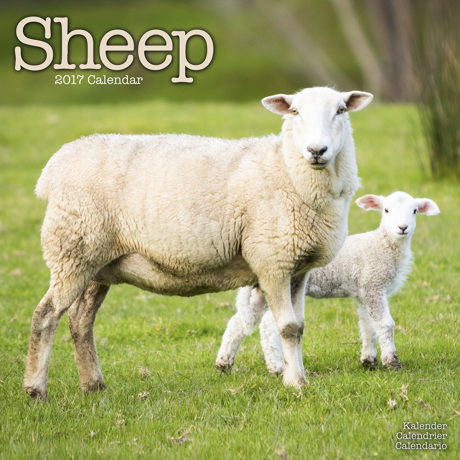 Sheep Calendar Cute Animal Calendar Calendars 2016 2017 Wall Calendars Animal Calendar Sheep 16 Month Wall Calendar By Avonside Megacalendars 9781782088769 Amazon Com Books