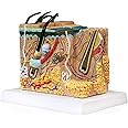 Vision Scientific VAK425 Skin Model | 70x Enlarged | 3 Dimensions | Numbered and Labelled with Key Card