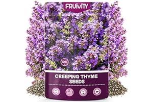 Fruivity 20000+pcs Creeping Thyme Seeds for Planting, Non-GMO Perennial Ground Cover Plants Heirloom Flowers Seeds Fragrant Herb Seeds for Lawns & Paths Garden