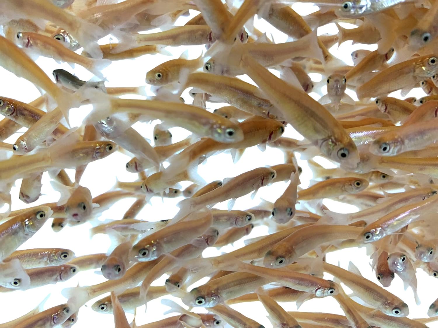 live shiners for sale near me