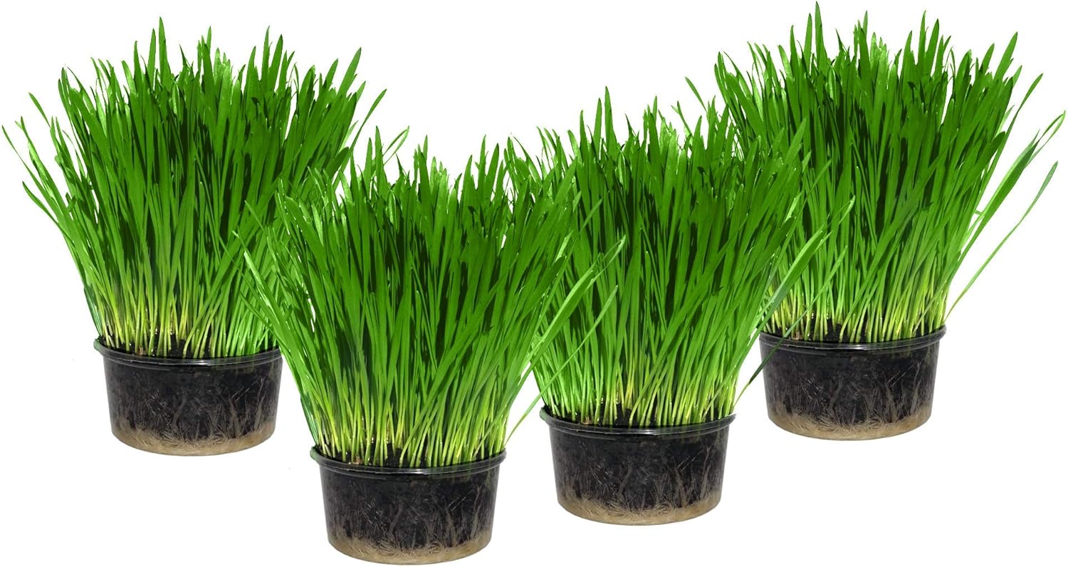 Cat Grass x 4 Pack (Grow your own kits) Amazon.co.uk Pet Supplies