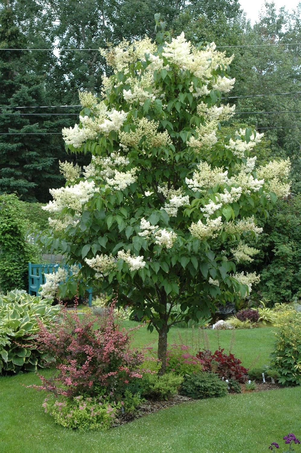 reticulata Syringa reticulata subsp Healthy Established 1 Gallon Potted