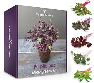Pflanzen Sie Ihr eigenes SUPERFOOD – PURPLICIOUS Mikrogrün Set | Anzuchtset für Kräuter und Gemüsesprossen | Leicht zu züchtende | Ernte Keimlinge in 2 Wochen | Perfektes Garten Geschenk