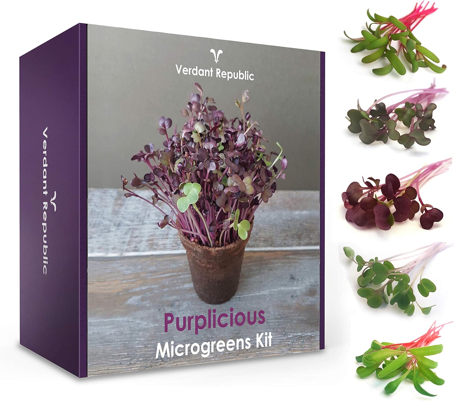Pflanzen Sie Ihr eigenes SUPERFOOD – PURPLICIOUS Mikrogrün Set | Anzuchtset für Kräuter und Gemüsesprossen | Leicht zu züchtende | Ernte Keimlinge in 2 Wochen | Perfektes Garten Geschenk