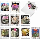 The Best Card Company - 10 Blank Note Cards with Envelopes (4 x 5.12 Inch) - Bulk All Occasion Cards Boxed - Flowering Cactus Spheres AM6439OCB-B1x10