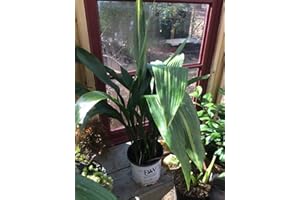 GARDENS OY VEY Cast Iron Plant, Aspidistra elatior