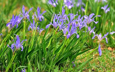 Amazon Com Malan Iris Flower Seeds Chinese Ma Lotus Flower Seeds Perennial Potted Bonsai Plants Seeds Home Garden Flower Decoration Easy To Live Garden Outdoor