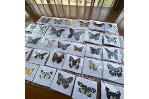 CEZUIC 20 Pcs Real Butterfly Specimen - Taxidermy Butterfly DIY Creative Production (Random)