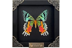 VINADECOR Real Butterfly Black Wooden Frame Sunset Moth Shadow Box Dried Insect Lover Taxidermy Dead Bug Specimen Display Wall Decor Decoration K14-29-DE