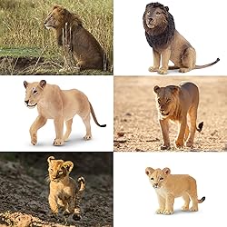 Toymany 6PCS Realistic Lion Figurines with Lion