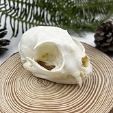 Real Animal Bone Specimen Natural Taxidermy Feline Skull for Science Collection