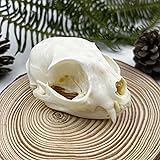 Taxidermy Real Animals Skull Decor - Model Animals