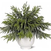 CCPanda 20 Pcs Christmas Artificial Norfolk Pine Branches 18" Real Touch | Soft Textured Lifelike Plants Stem Greenery Pine Picks for Vase DIY Crafts Xmas Table Indoor Outdoor Decorations