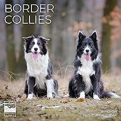 July 2025- December 2026 Border Collie Wall