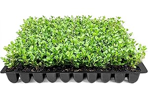 FLORIDA FOLIAGE Wintergreen Boxwood | 10 Live Plants | Buxus Microphylla | Evergreen Shrub, Dense Foliage, Formal Garden, Low Maintenance, Privacy Hedge, Year-Round Interest, Landscaping Shrub