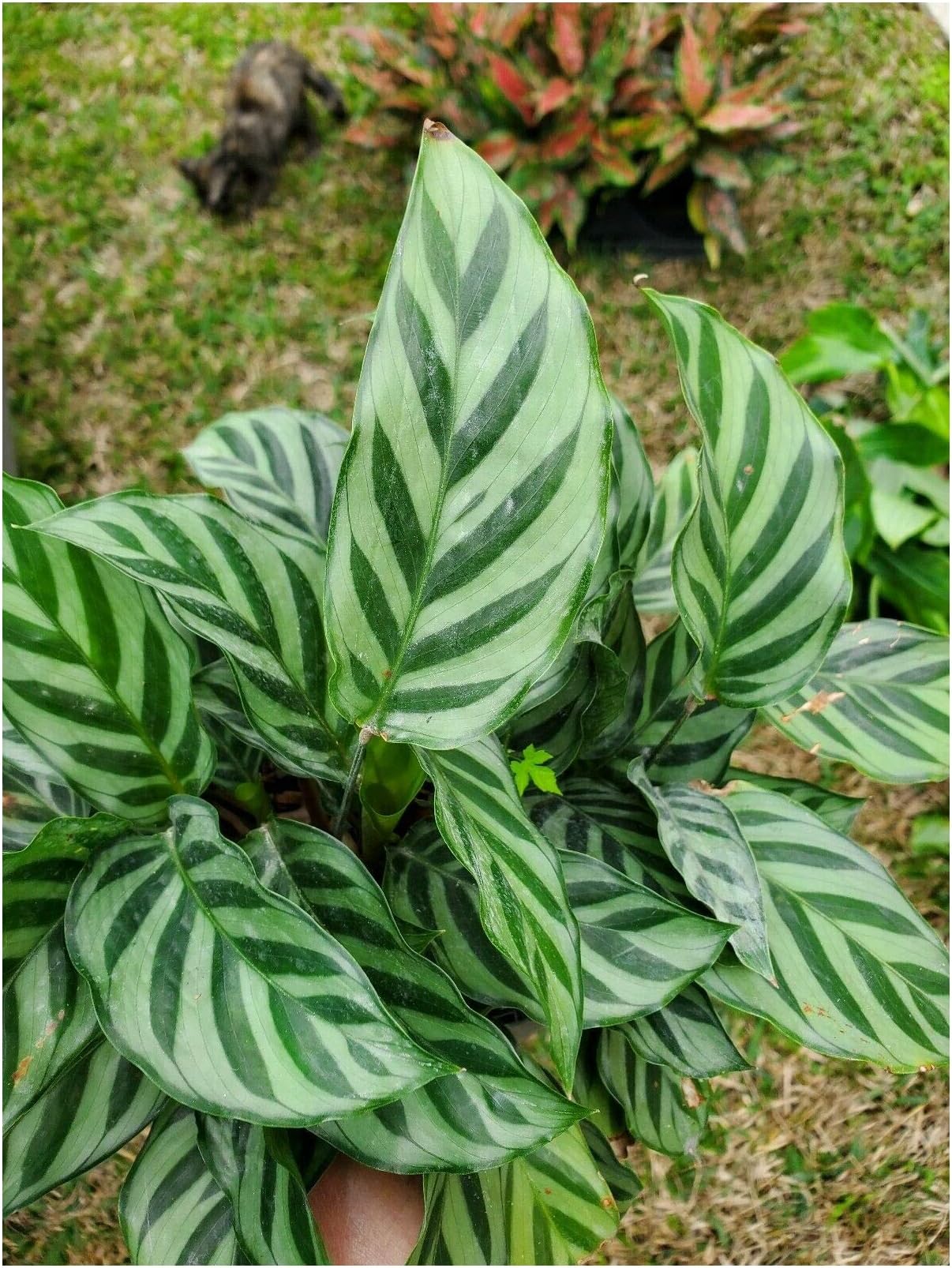 Concinna Peacock Prayer Plant Calathea concinna Easy House Plant BA100