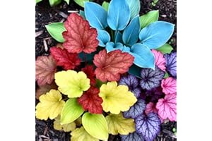 Rainbow Garden Hosta Seeds Mixed Colors Collection, 150 Pieces, Shade-Loving Perennial Plants for Garden Borders and Edging