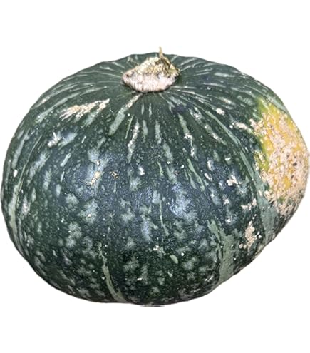Amazon.com: Local Kabocha Squash : Grocery & Gourmet Food