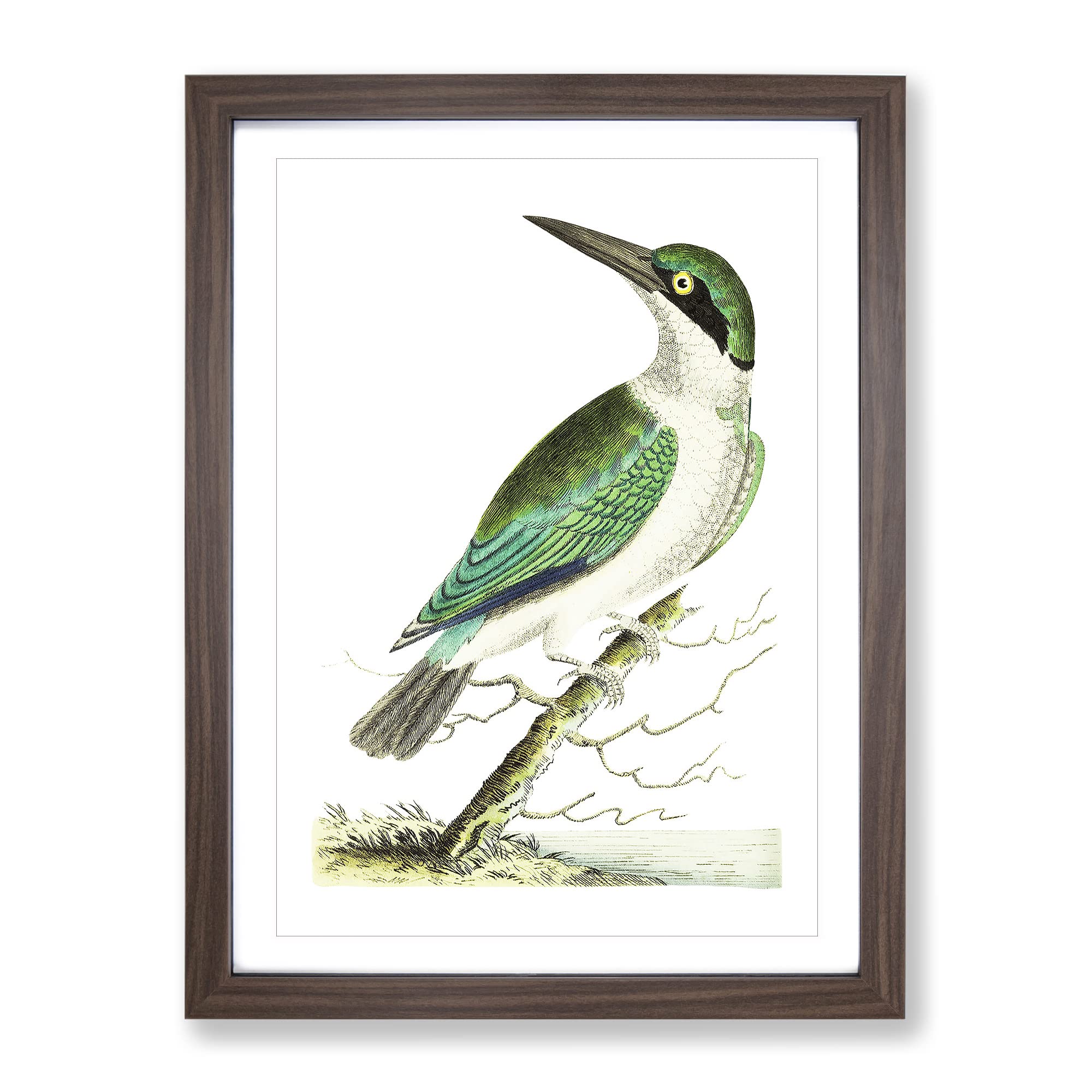 Green Headed Kingfisher By George Shaw Vintage Framed Wall Art Print, Ready to Hang Picture for Living Room Bedroom Home Office Décor, Walnut A4 (34 x 25 cm)