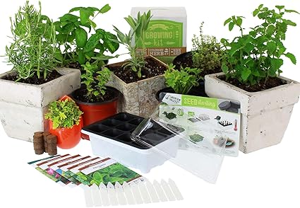 Amazon Com Culinary Indoor Herb Garden Starter Kit Basic Herb Seeds 6 Non Gmo Varieties Grow Cooking Herbs Spices Seeds Basil Dill Parsley Chives Mustard Oregano Garden Outdoor