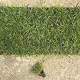 CHUXAY GARDEN Zenith Zoysia Grass Seed 5000 Seeds