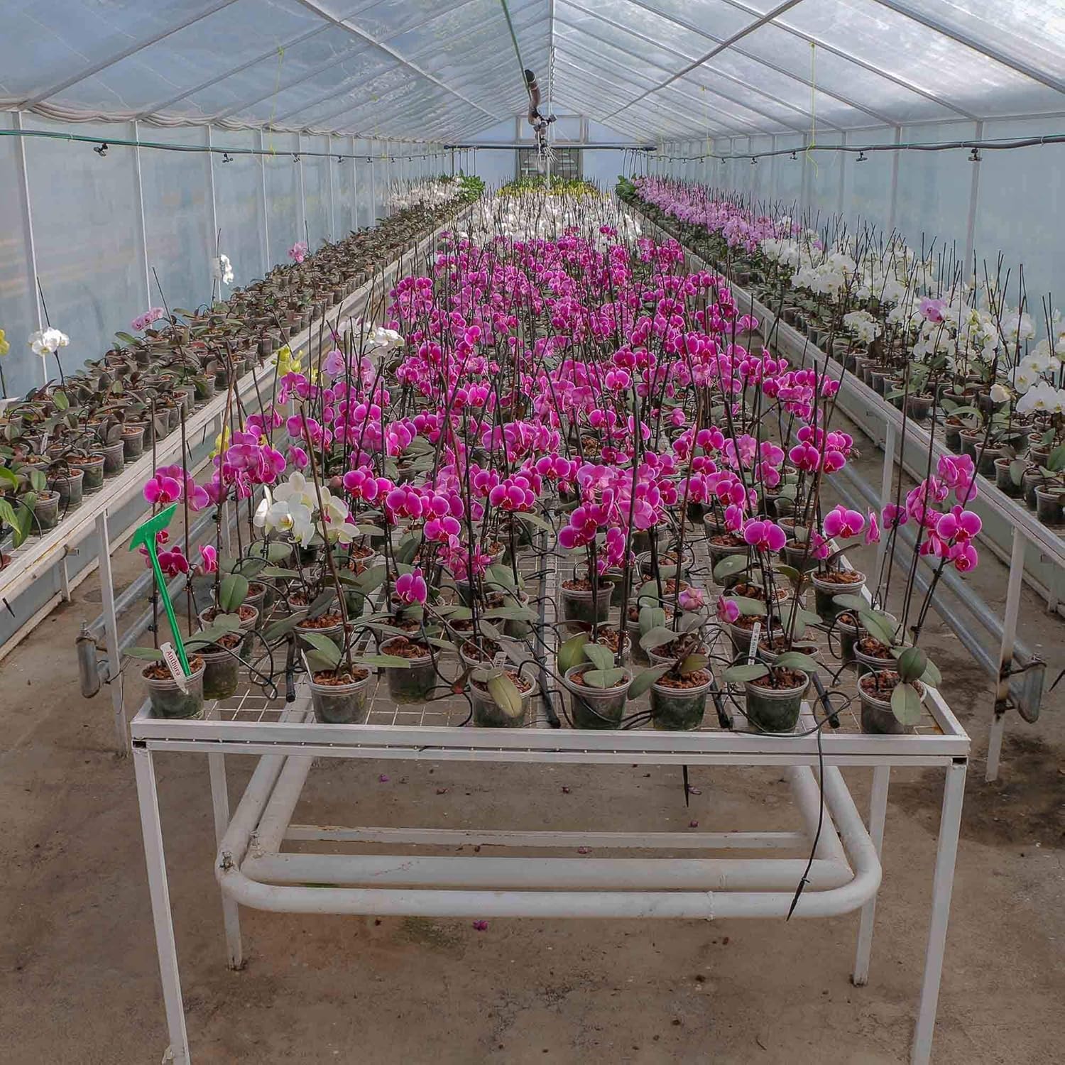 теплица для рассады. теплицы с рассадой цветов. парник для рассады. как вырастить рассаду на продажу. теплицы рассады деминка.