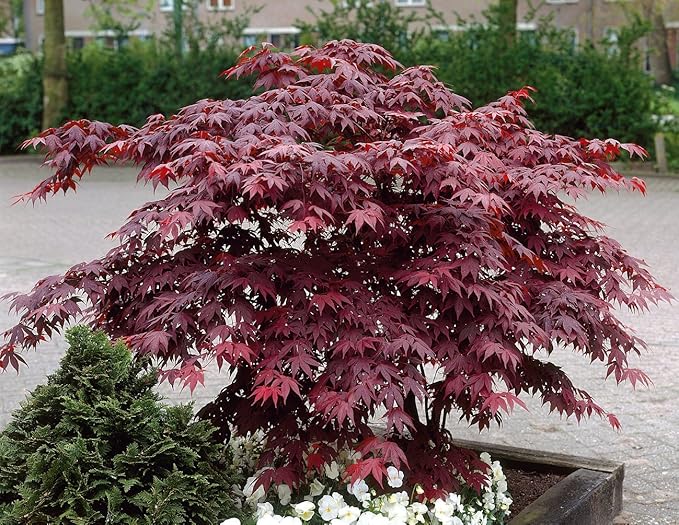 Großblättriger Japanischer Fächerahorn XXL, rotblättrig, 1 Stück