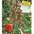 Glanzmispel red robin kaufen Glanzmispel red robin kaufen