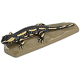 3B Scientific VN700 Fire Salamander