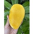 Mango Tree - Live Fruit Tree in a 3 Gallon Pot - Mangifera Indica 'Orange Sherbet' - Tropical Edible Fruit Bearing Tree