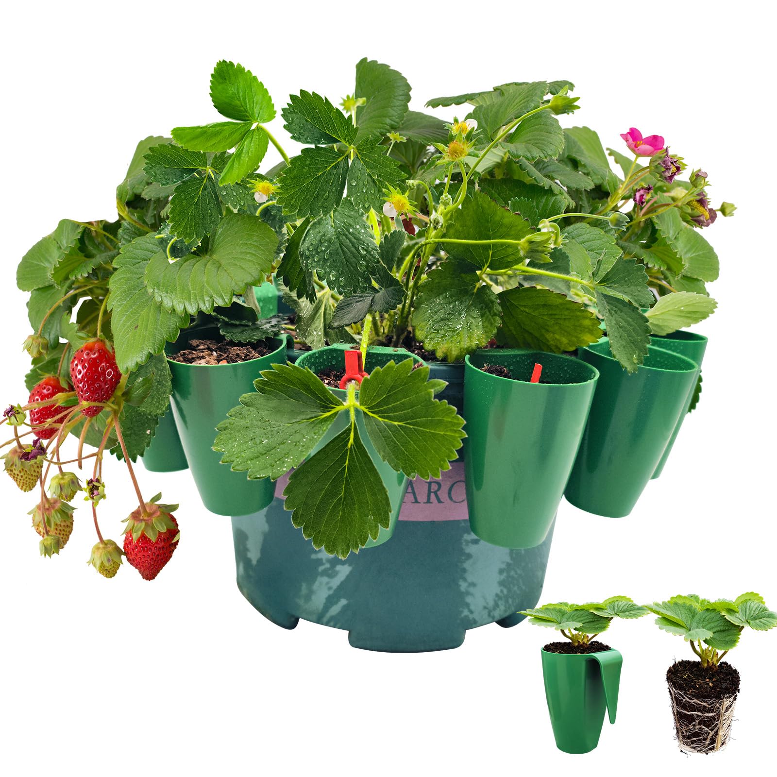 LUKHMELF Strawberry Roots Propagation Station, 10PCS - Plant Pot with Strawberry Vine Forks, Struts for Indoor & Outdoor Use, Fast Transplanting, No Damage to Root System
