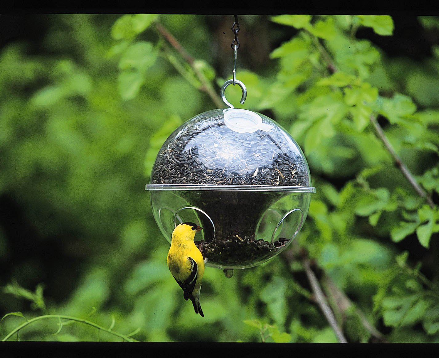 Duncraft Dc35001 Bird Feeder Cling A Wing Amazon Co Uk Pet Supplies