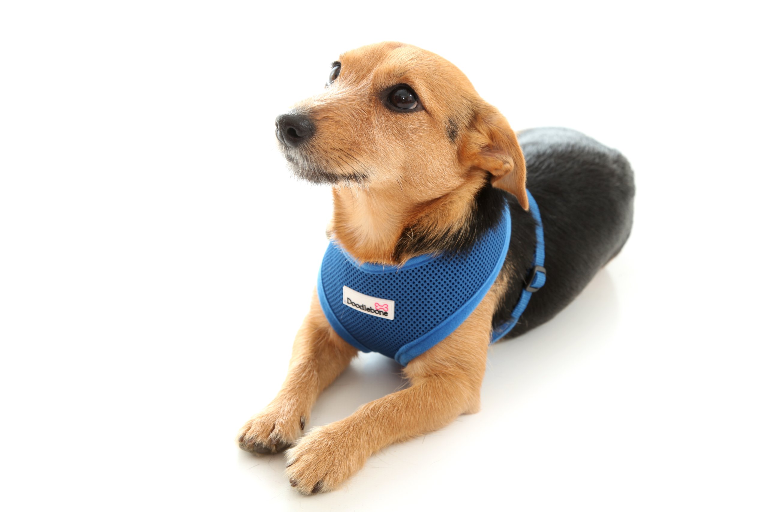 Doodlebone Airmesh Dog Harness | Padded Soft Breathable | Gentle On Dogs Necks to Help Avoid Bruising | Extra Small, Royal Blue
