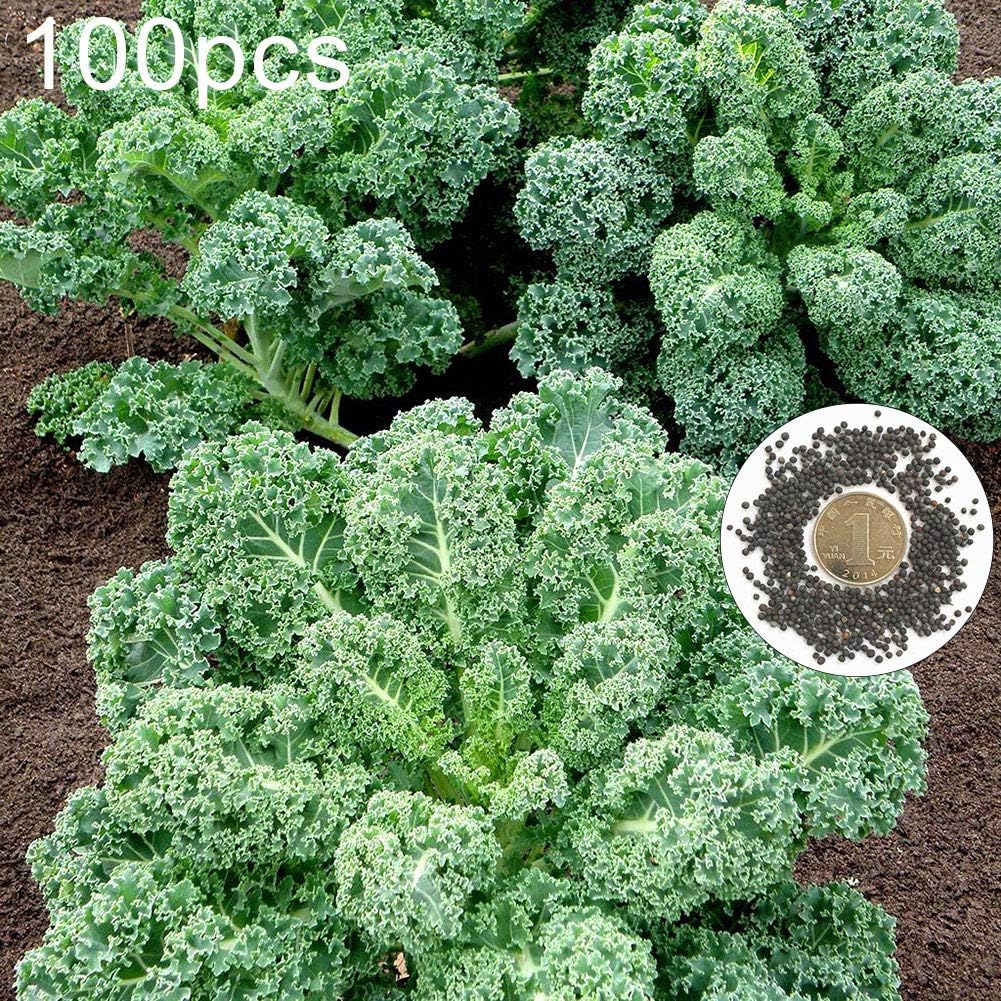 strimusimak Curly Kale Seeds, Home Garden Yard Farm Nutritious Vegetable Seeds to Eat Plant - 100 pcs 100pcs