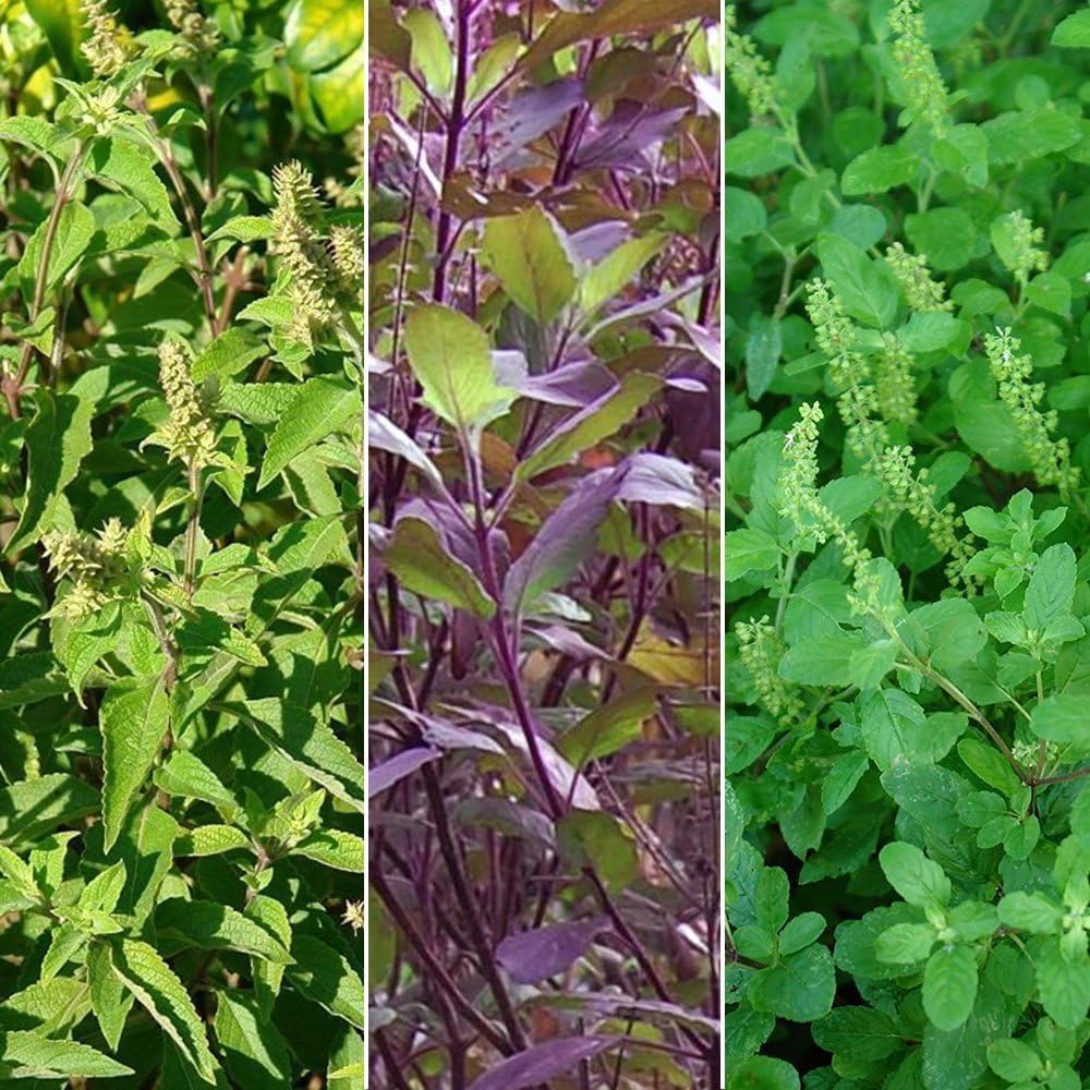 Holy Tulsi Basil 3 Pack Seed Collection 3 Varieties of Holy Basil Seeds Vana, Rama, Krishna
