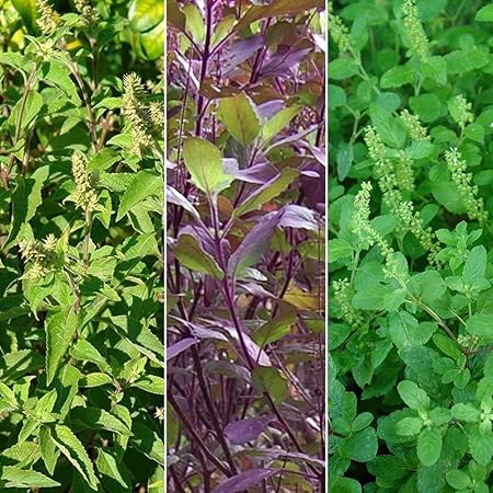tulsi vana