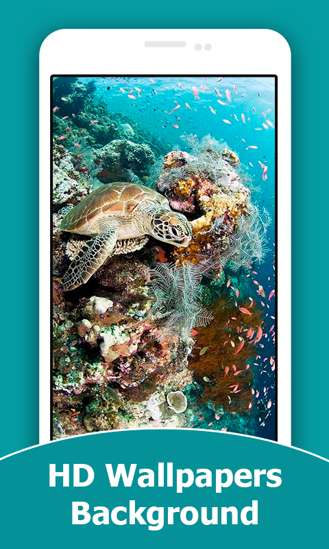 Turtle HD Wallpapers And Background