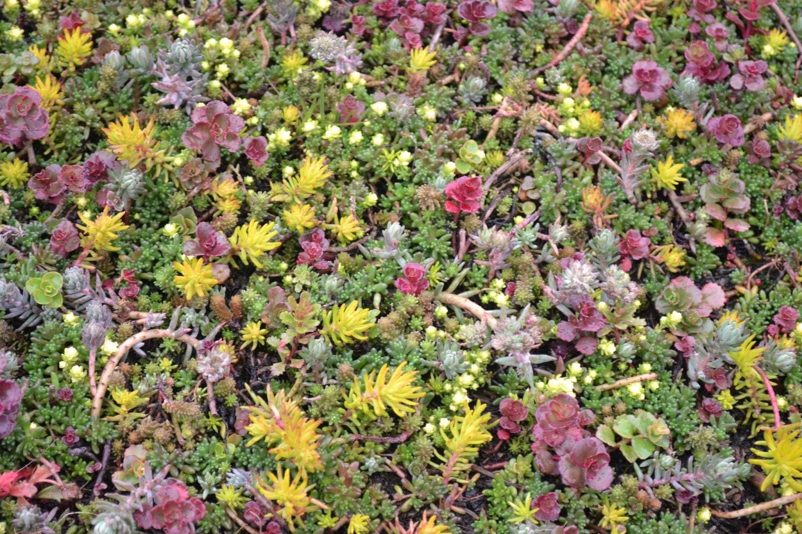 Sedum Many Species Mix 2,500 Seeds