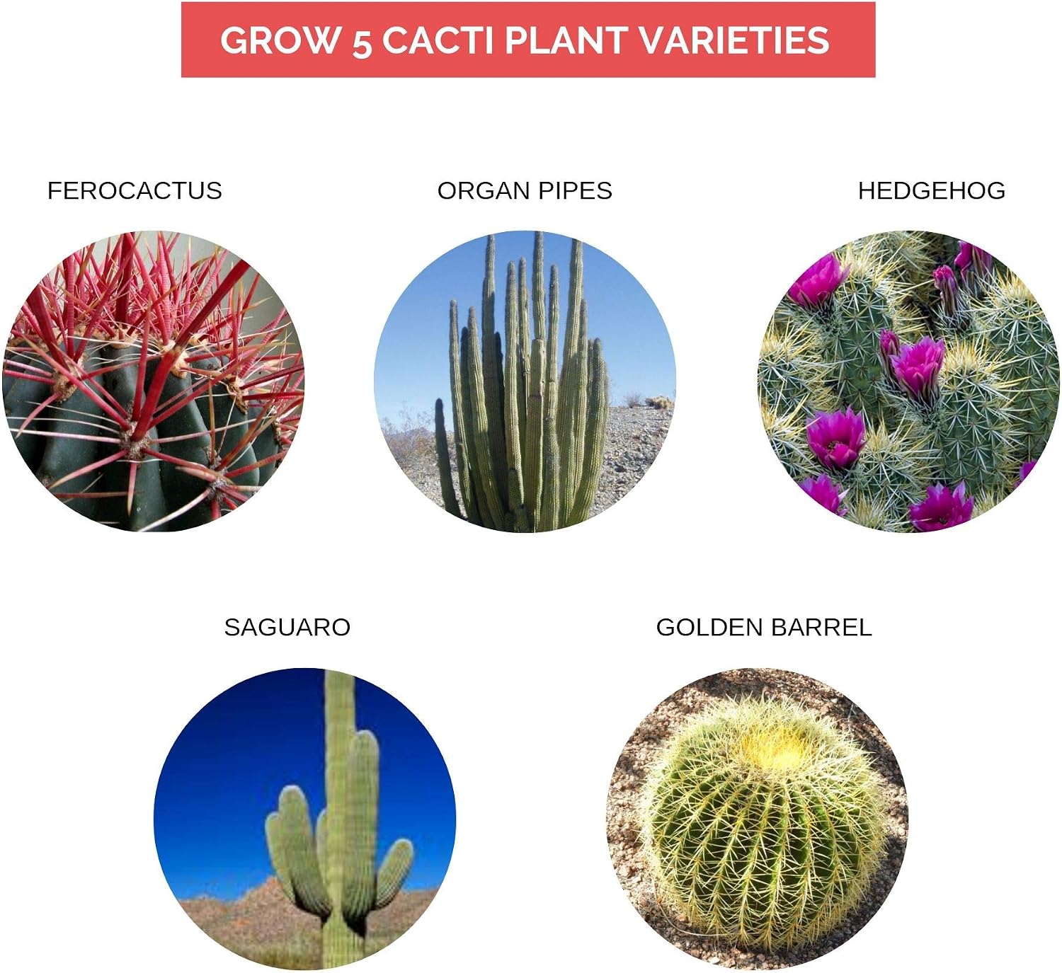 Grow Your Own Cactus Kit - 5 Seed Varieties with Complete Starter Tools - Eco-Friendly Indoor Gardening Gift Set - Image 3